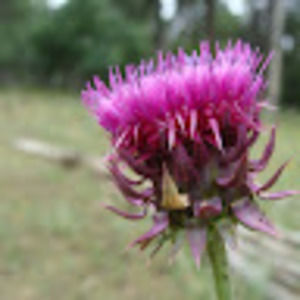 Meet your Posher, Thistle